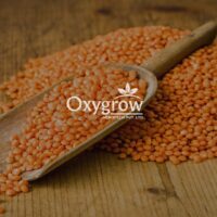 Masoor Dal (Red Lentils)